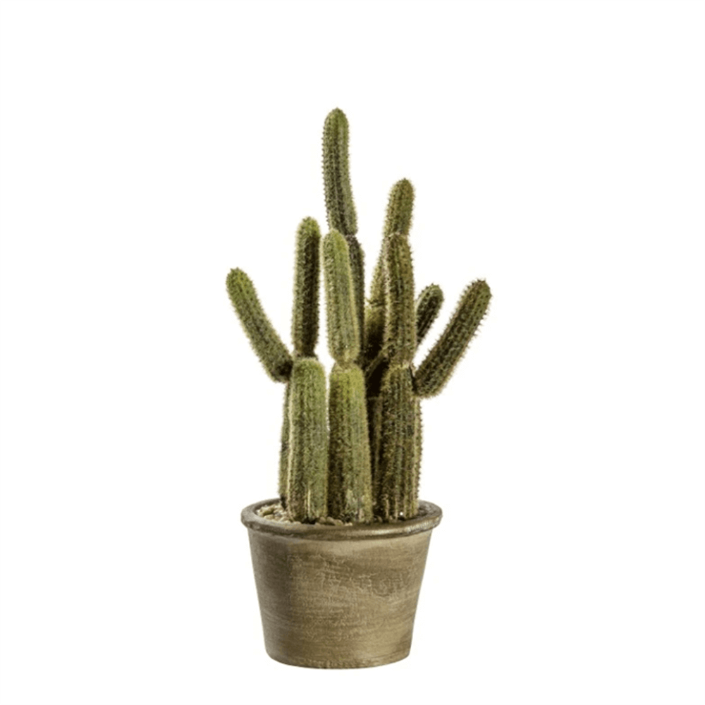 Cactus Carnegiea Small